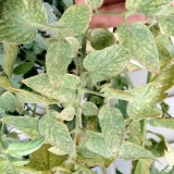 Kako se nositi sa bijelim mušicama na sadnicama paradajza